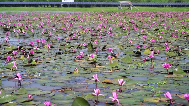 Water lily blooming season with beautiful purple flowers