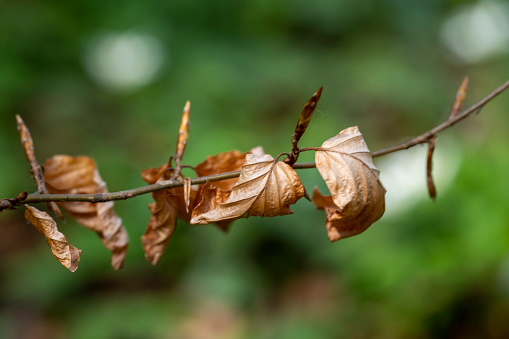 Dried last leaves on the branches in the winter.\nBlue sky background