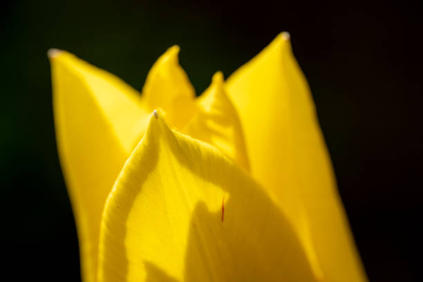 Yellow tulip flowers.