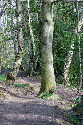 Nature reserve woodland footpath.