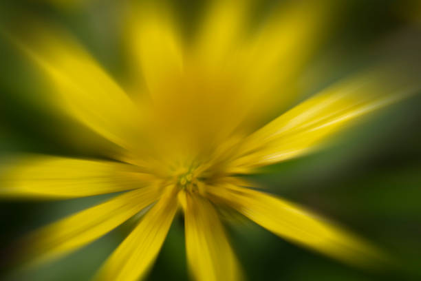 Yellow flowers of salsify grow and blossom in meadow close-up. Wildflower tragopogon dubius is biennial plant of asteraceae family. Goat's beard on springtime in bloom. Plant stem of yellow salsify.