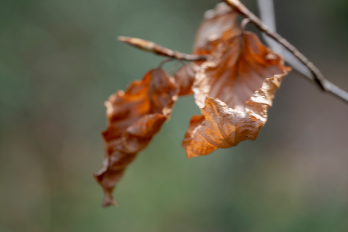 Dry leaf on a twig in a woodland setting.