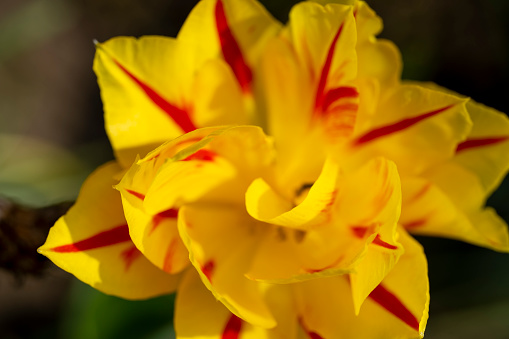 Red and yellow tulip flowers.