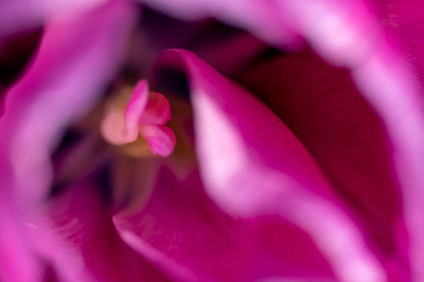 Pink tulip flowers.