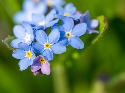 Speedwell spring flowers in a woodland setting.