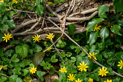 Yellow spring flowers in a woodland setting.