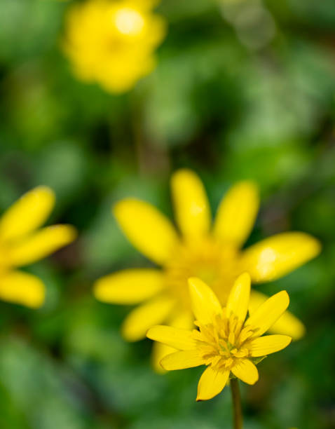 istock Yellow spring flowers in a woodland setting 1447114714