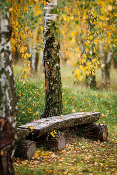 istock Wooden log bench in autumn forest with birch trees 1447114720