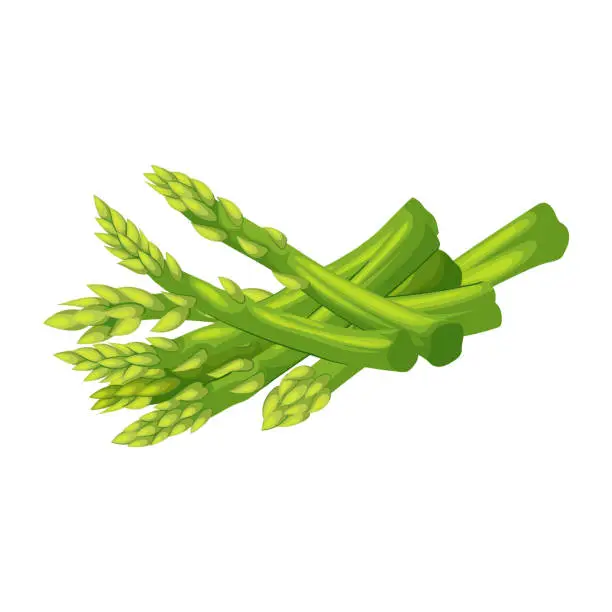 Vector illustration of asparagus food cartoon vector illustration