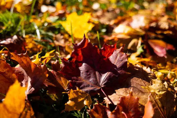 Photo of Maple leaves close-up
Yellow leaves on the ground. Autumn pattern with fallen leaves. Golden leaves in autumn park. Autumn loneliness.