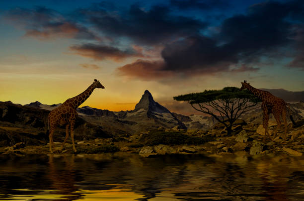 Giraffes stand in front of the Matterhorn