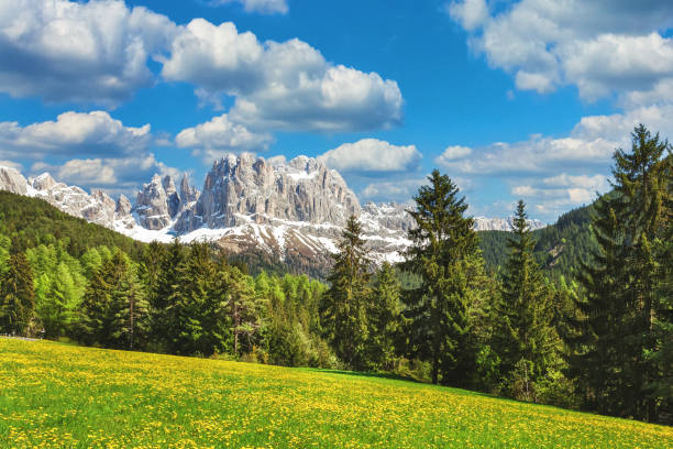 Mountains with meadow and pine forest stock photo