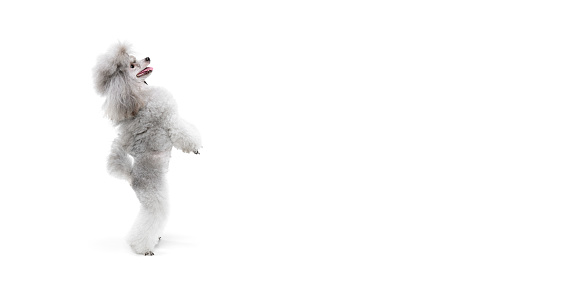 Portrait of cute purebred poodle posing, standing on hind legs and dancing isolated over white studio background. Concept of domestic animals, care, companion, vet, motion, action, pet's love. Flyer