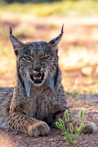 istock Iberian Lynx watching in Castilla La Mancha, Spain. 1447121320
