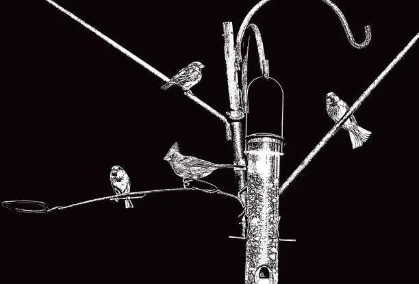 Vector illustration of Birds at Bird Feeder