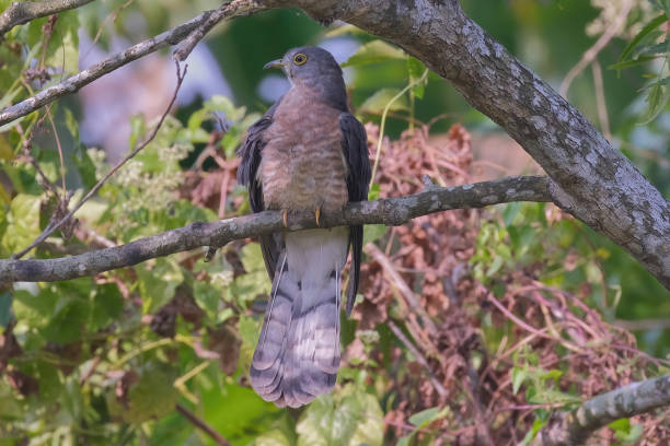 common hawk-cuckoo stock photo