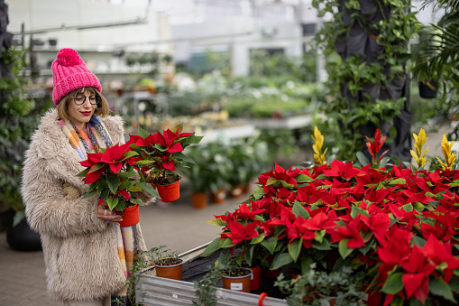 Woman chooses Christmas flower at plant shop, preparing for a winter holidays. Concept of shopping poinsettia flower for Christmas time