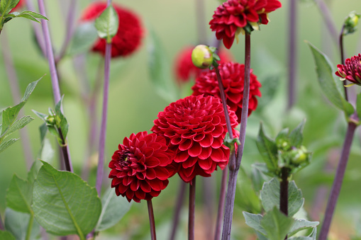 Red ball dahlia flowers of unknown species and variety, in close up with a background of blurred leaves, buds and flowers.