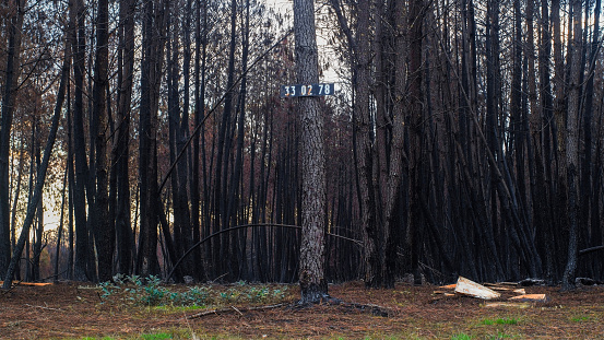 Rangées de pins ayant été dévastée par les incendies de l'été 2022, à proximité de Belin-Beliet, en Gironde