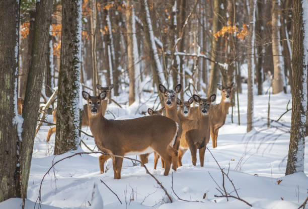 gruppo di cervi in un campo innevato - cervo dalla coda bianca foto e immagini stock