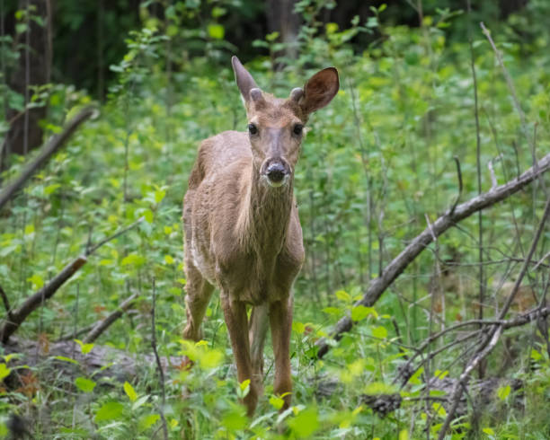 istock buck with nubby antlers 1447127943