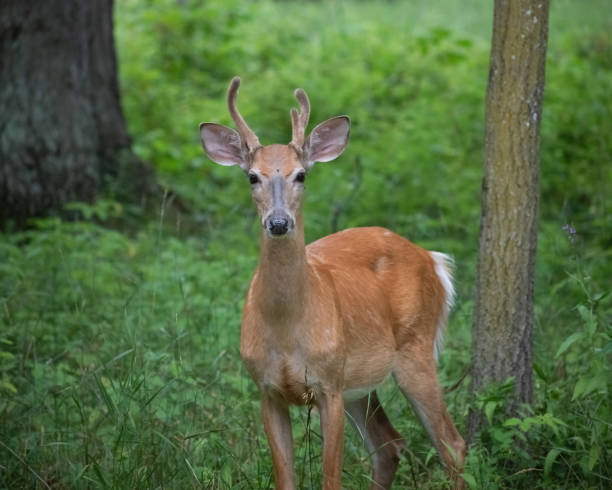 istock young buck with velvet antlers 1447127945