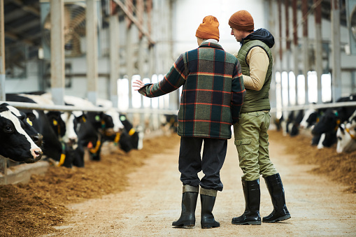 Rear view of young male and female workers of cowfarm in workwear standing in aisle between cowsheds and having discussion