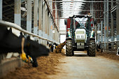 Tractor moving along cowsheds and spreading forage for dairy cows