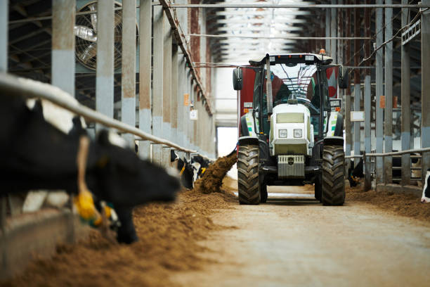 Tractor moving along cowsheds and spreading forage for dairy cows stock photo