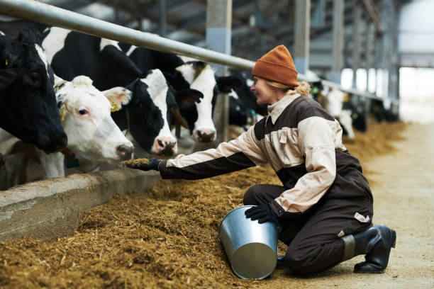 Side view of farmer stretching hand with pile of forge to one of cows stock photo
