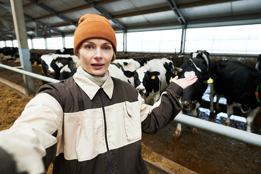 Young confident farmer in workwear looking at camera while making presentation of new breed of dairy cows in cowshed during livestream