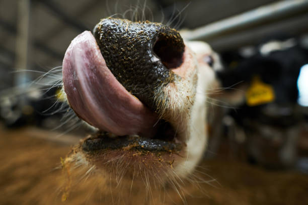 istock Selective focus on front part of muzzle of purebread dairy cow licking nose 1447128667