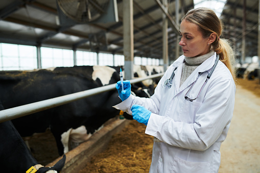 Young vet clinician in labcoat preparing syringe with new vaccine before vaccination procedure of purebred dairy cows in cowfarm