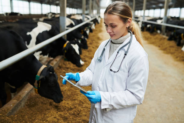 istock Young modern veterinarian in lab coat scrolling in tablet 1447128711