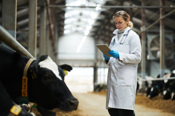 istock Young cowfarm veterinarian scrolling through online information 1447128723
