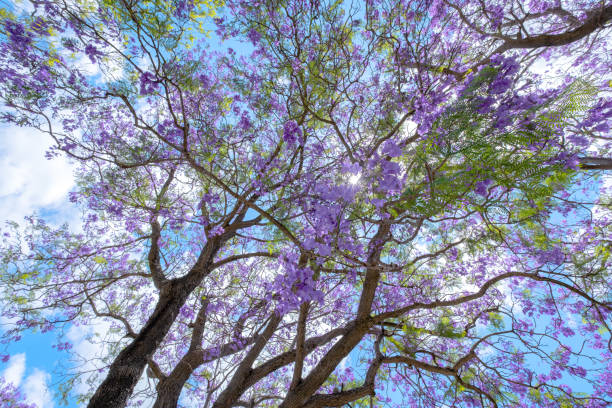 istock Jacaranda trees are beautifully blooming with blue sky 1447128929