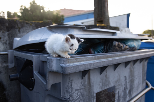 A young cat is standing on a large waste container.