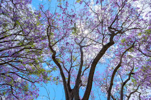 Beautiful Jacaranda trees are reaching out to sky on a sunny blue sky day, Perth, Australia