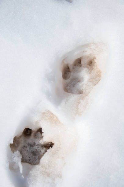 istock Dog foot prints in snow 1447131686