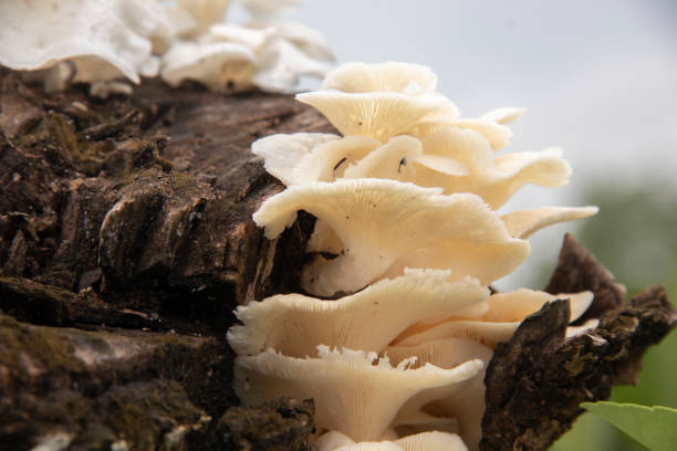 istock Close-up shot of a mushroom 1447132119