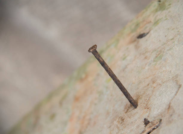 old nail in the wood Long lasting until rusty brown