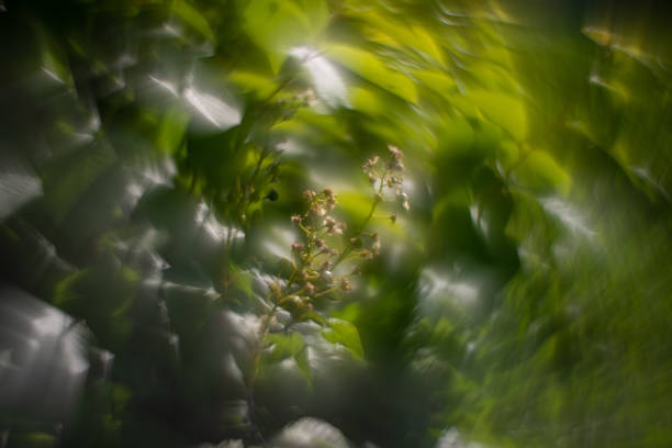 istock Flowers and plants swirling bokeh Mega Helios. 1447134873