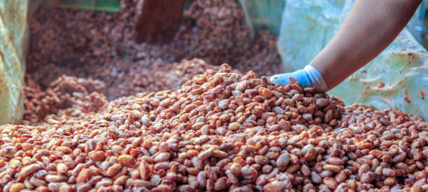 istock fermenting fresh cocoa seeds to make chocolate. Workers scoop fermented cocoa seeds into vats to dry in the sun. 1447135376