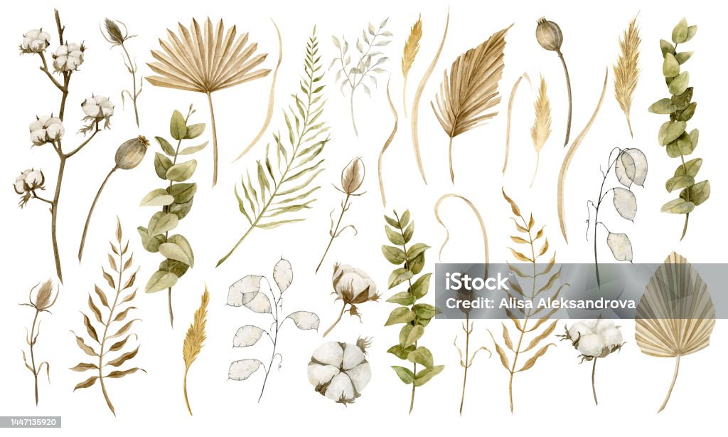 Watercolor Dried Plants Hand Drawn Illustration Of Dry Palm Leaves Cotton  And Eucalyptus Drawing On Isolated Background In Boho Style Tropical Exotic  Sketch Botanical Clipart For Greeting Cards Stock Illustration - Download