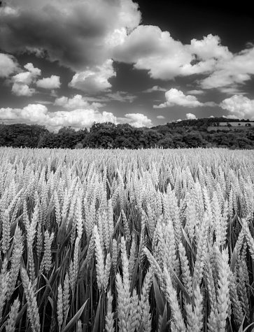 Field Of Wheat In A Countryside View