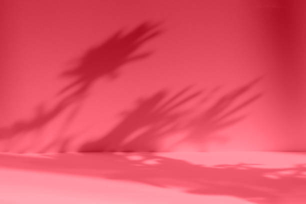 istock Abstract red studio background for product presentation. Empty room with shadows of window and flowers and palm leaves . 3d room with copy space. Trendy Color of the Year 2023 viva magenta 1447138298