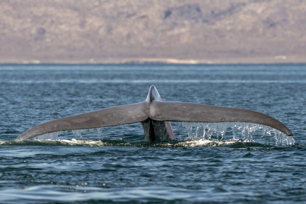 blue whale in loreto baja california mexico endangered biggest animal in the world blue whale in loreto baja california sur mexico endangered biggest animal in the world blue whale tail stock pictures, royalty-free photos & images