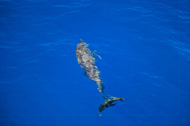 istock Dolphins in the Caribbean Sea 1447138327