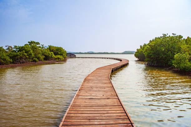 istock Tropical pond in a Caribbean island 1447138338