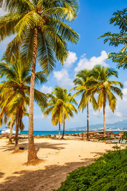 istock Tropical beach in a Caribbean island 1447138375